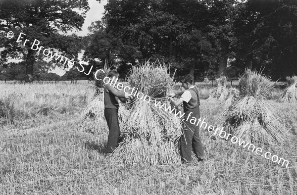 HARVESTING AT ST MARY'S THE HELPERS